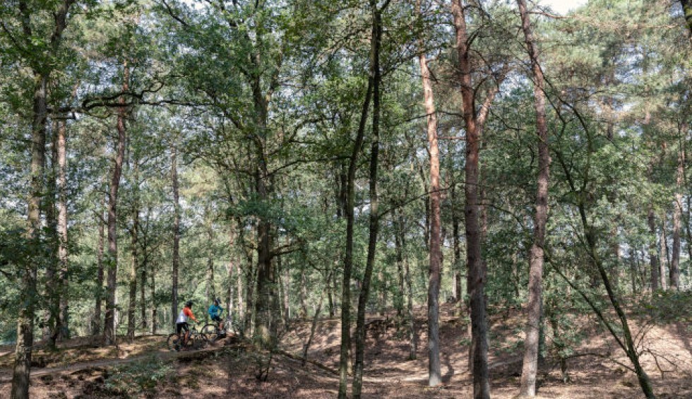 fietsen-bos-omgeving-assen-camping.jpg