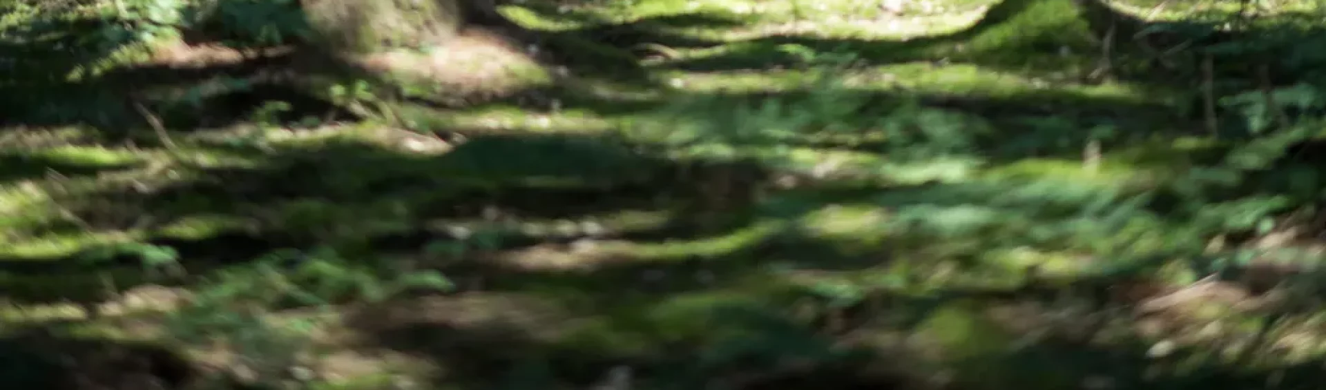 Kamperen bij de bossen van Drenthe