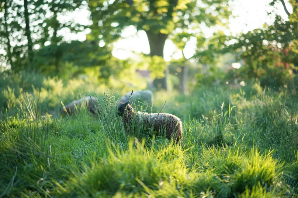 Schapen