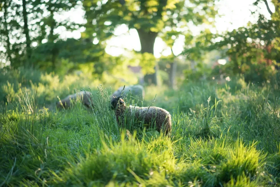 natuur-schapen-dieren-camping-wildlands-emmen.jpg