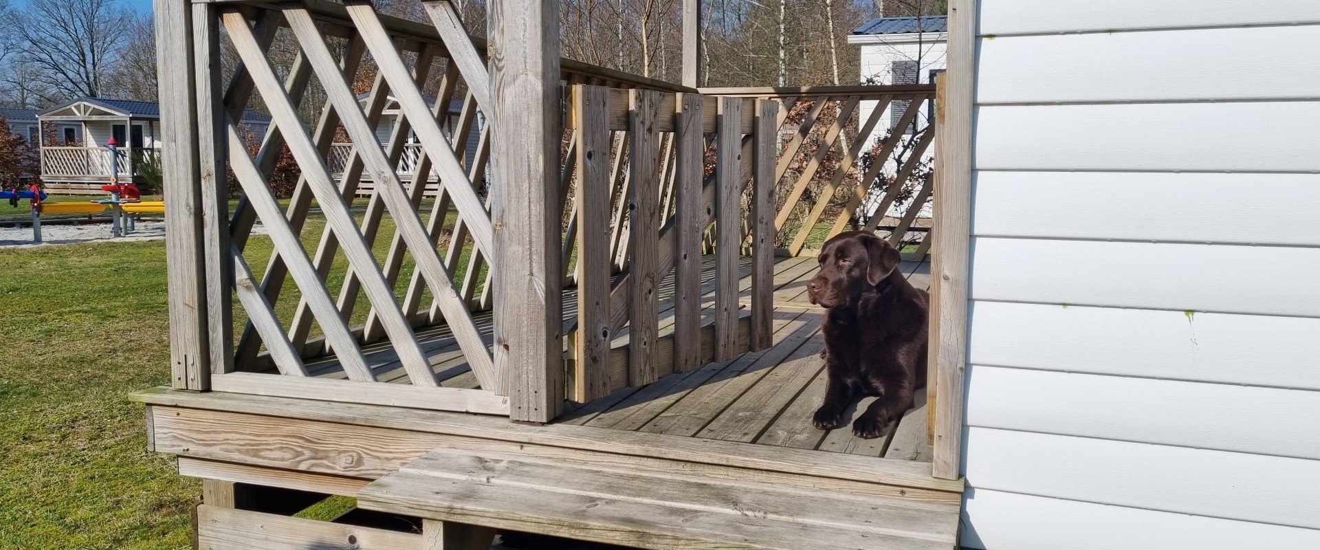 Chalet huren met hond.jpg