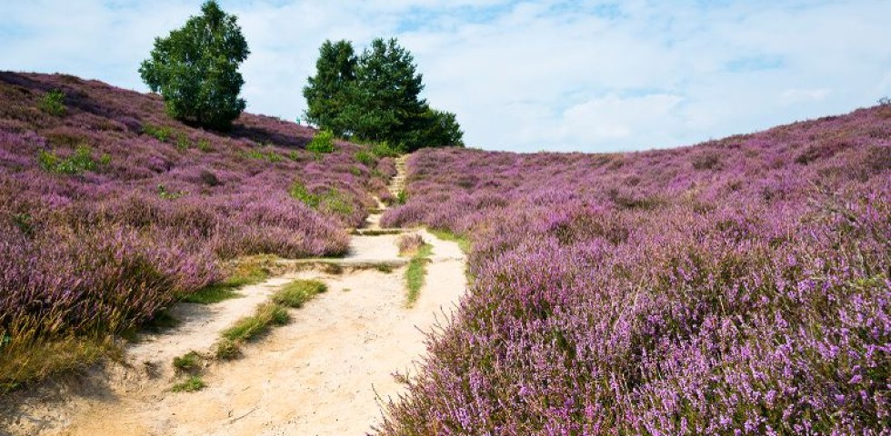 wandelen in drenthe.jpg