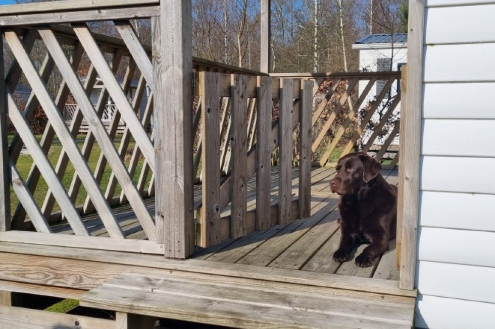natuurhuisje-groningen-hond-veranda.jpg