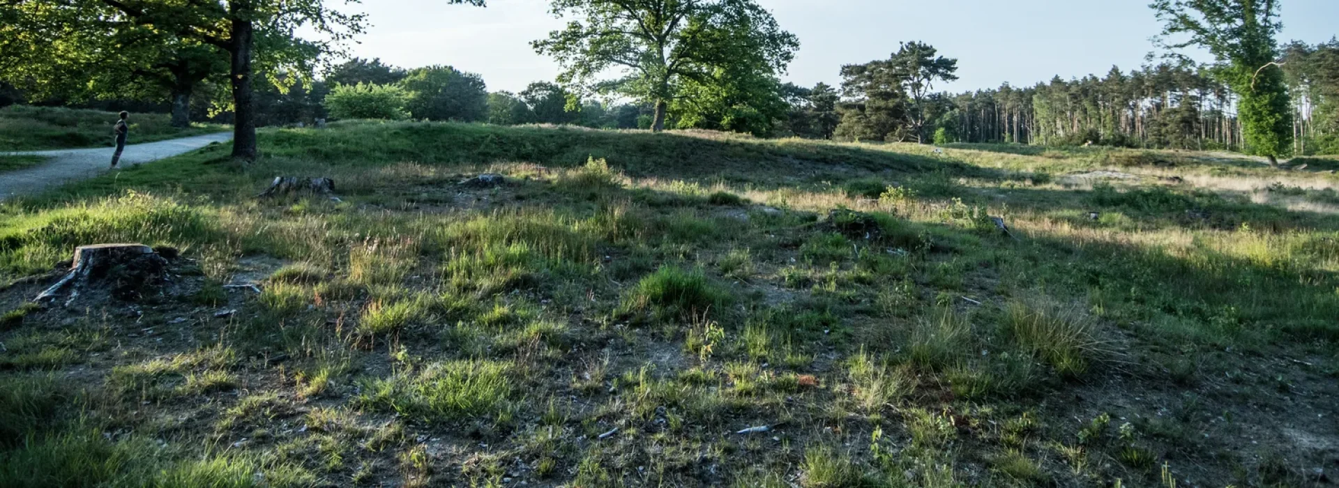 Gasselterheide