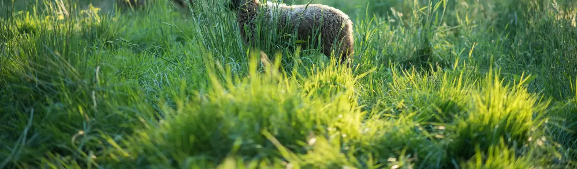 Schapen