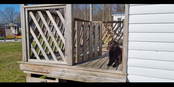 Chalet huren met hond.jpg