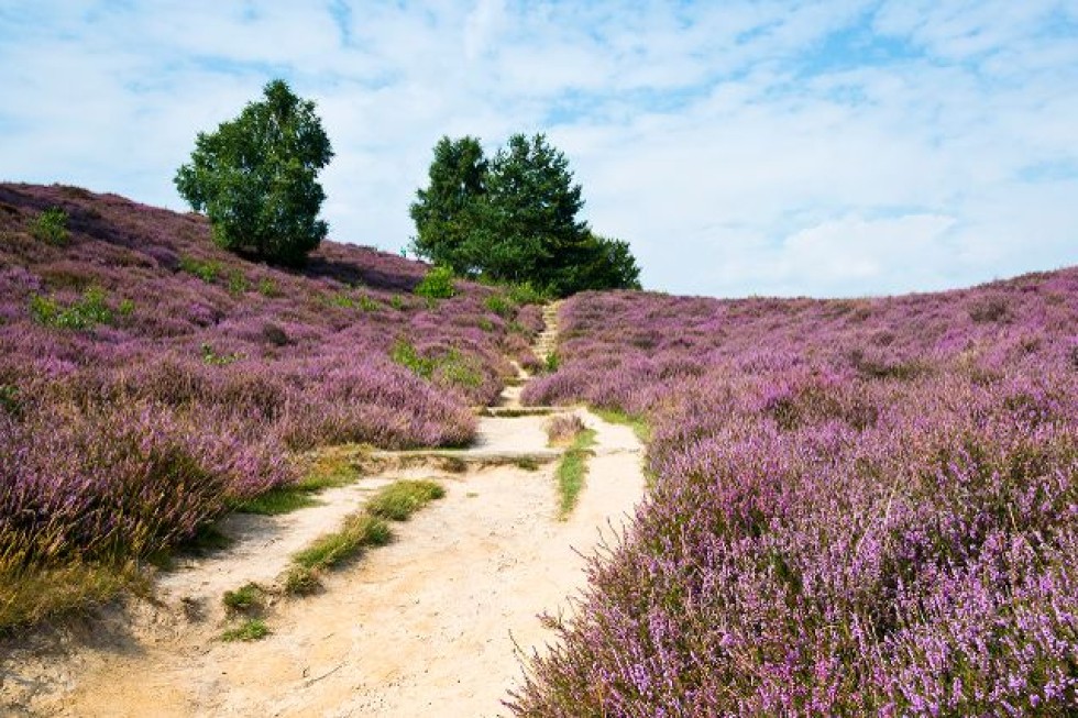 wandelen in drenthe.jpg