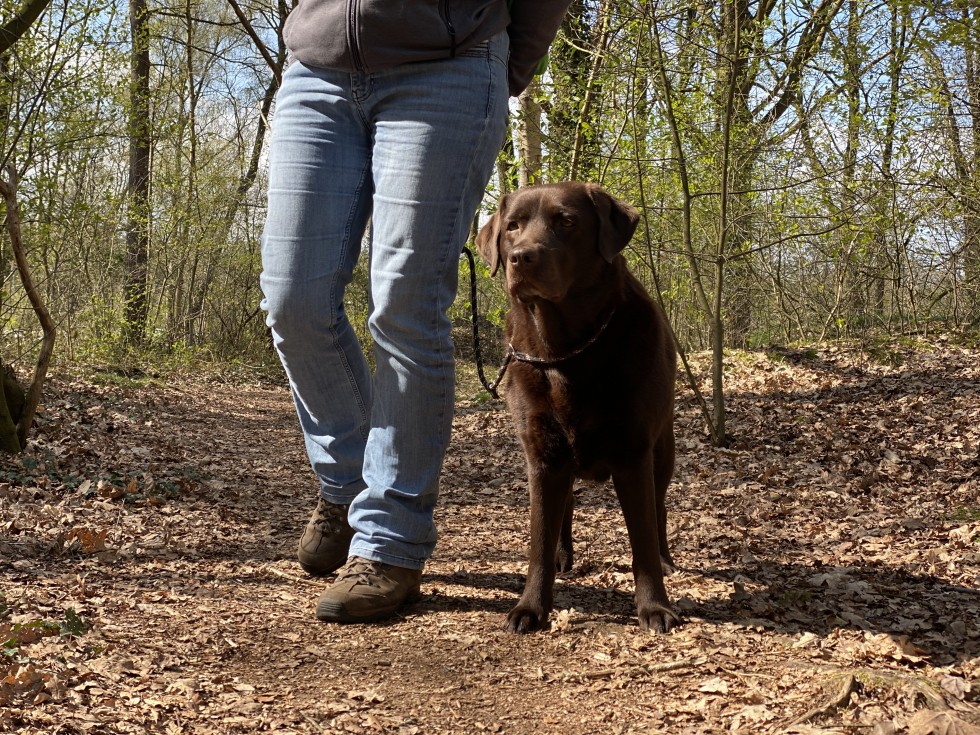 wandelen met hond.jpeg