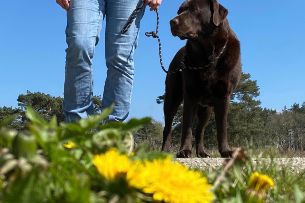 wandelen-met-hond-gasselte-drenthe.jpg