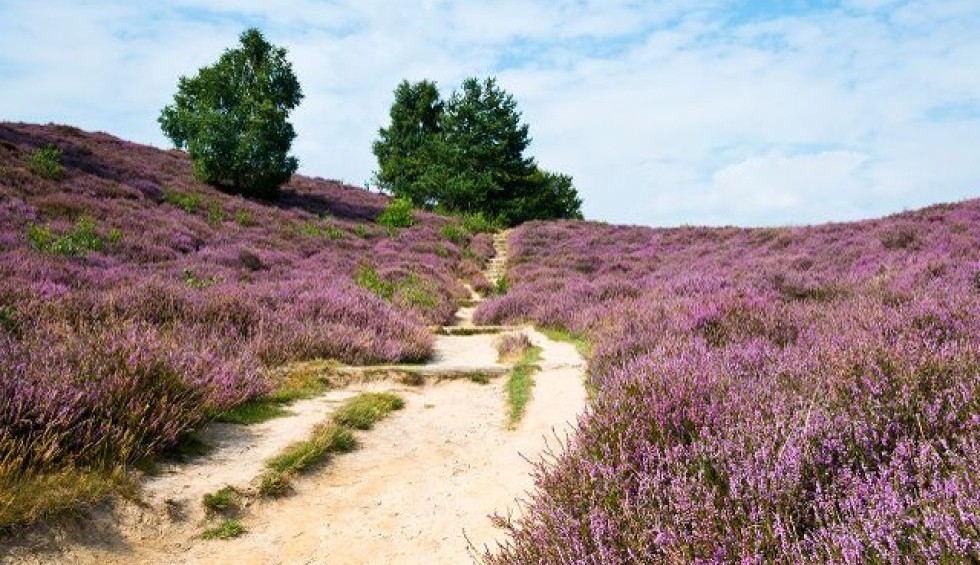 heide-rolde-drenthe.jpg