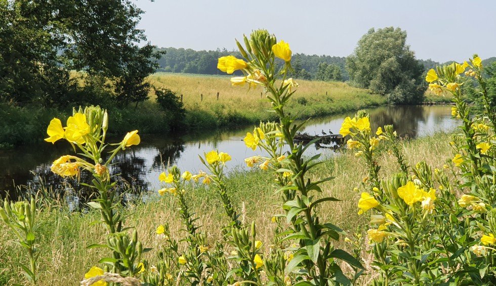 natuurhuisje-assen-natuur-drenthe-water-bloemen.jpg