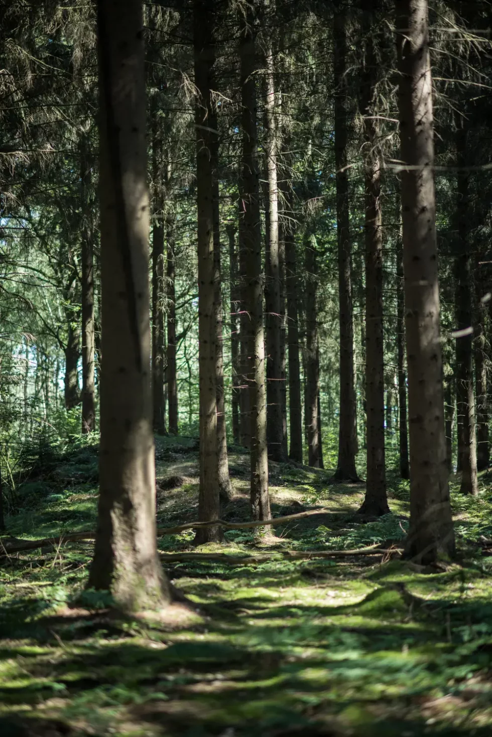 Kamperen bij de bossen van Drenthe