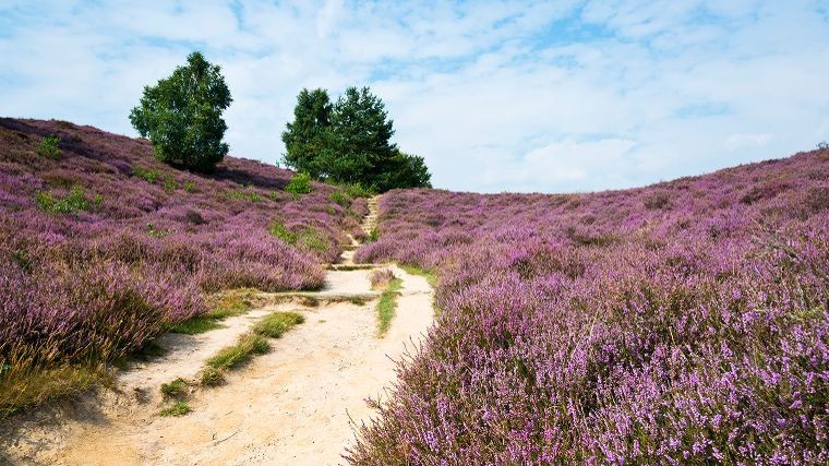 wandelen-heide-rustige-camping-drenthe.jpg