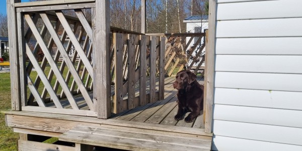 Chalet huren met hond.jpg