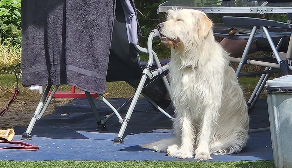 kamperen met hond.jpg